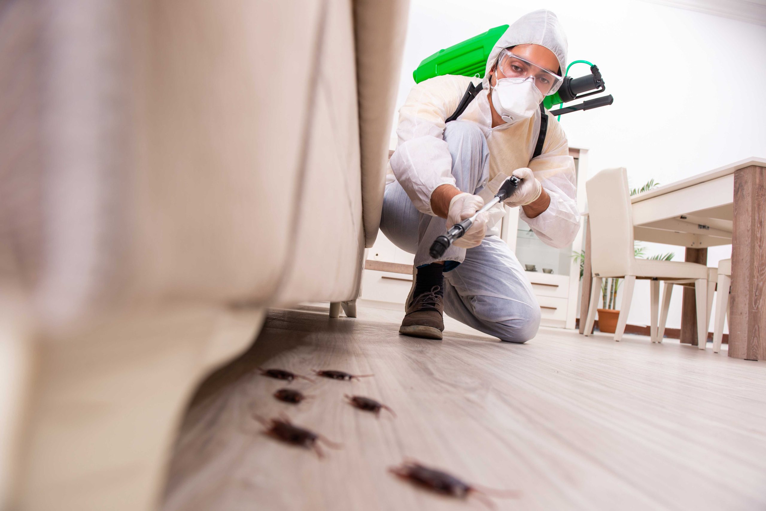 Pest-Control experts in Salem specializing in prevention and eradication of various pests. Don't let pests damage your property and endanger your health.